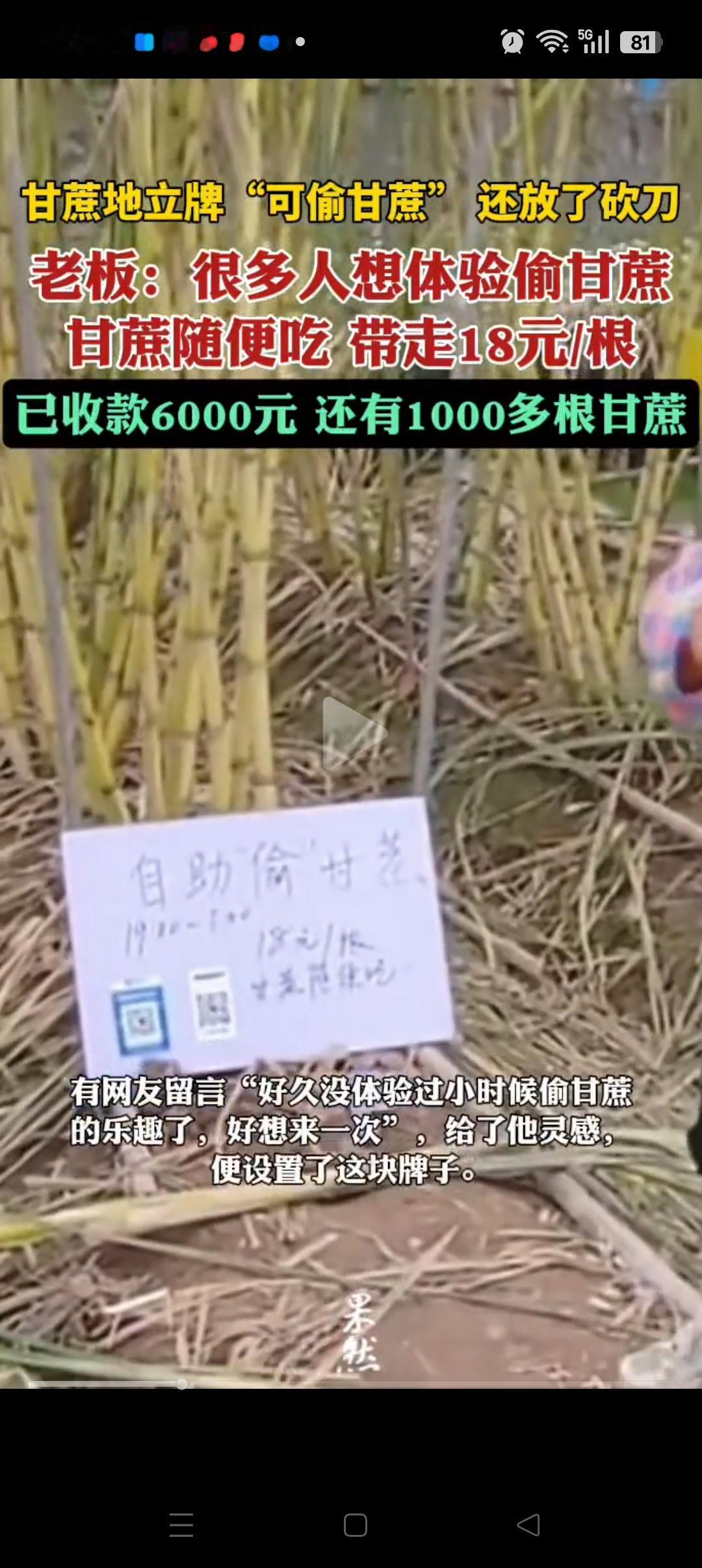“还是年轻人会玩”,浙江,一甘蔗地主人别出心裁,在地里立牌子,标注“可偷甘蔗”,