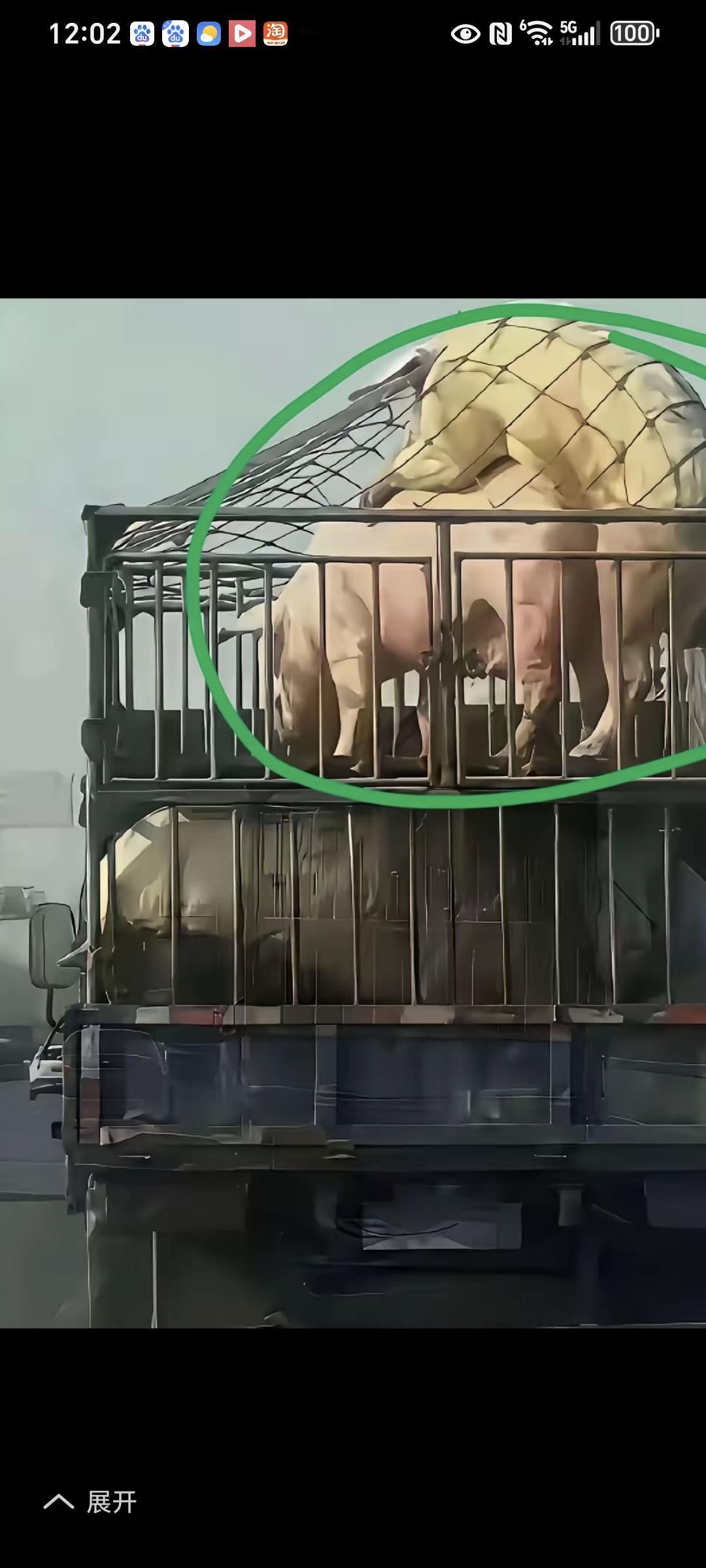 死都不怕，何惧风流，猪已生死看淡，快活一秒是一秒，做鬼也风流车上的这一头公猪