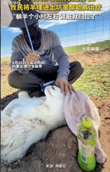 “彻底解释不清了！”内蒙古鄂尔多斯，两只小羊打架导致肾脏移位，眼看要不行了，不料