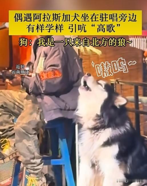 近日，云南丽江古城也太有氛围感了😂！一只阿拉斯加乖乖蹲在驻唱歌手旁边，一本正经
