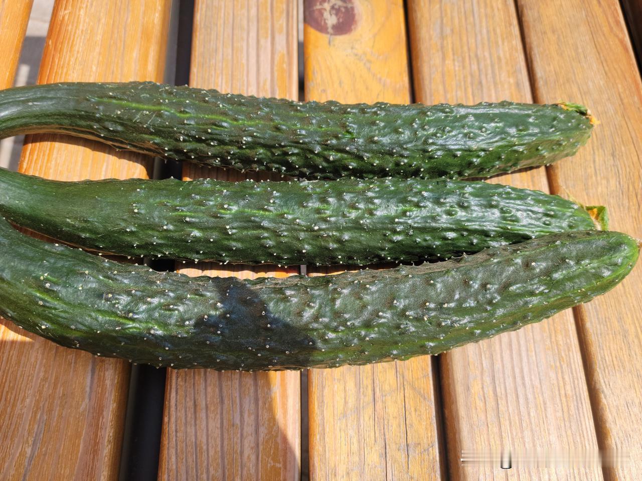 楼下有一家团购超市，早晨看到群里说，有新到的农家大棚里新摘的黄瓜，生态绿色种植。