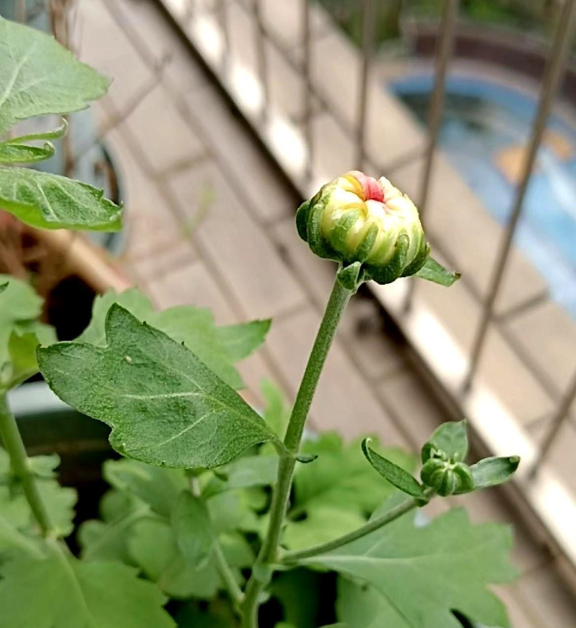 肺结节术后第7天：劫后余生，皆是庆幸5月14日，我躺在手术台上接受肺叶切除手术