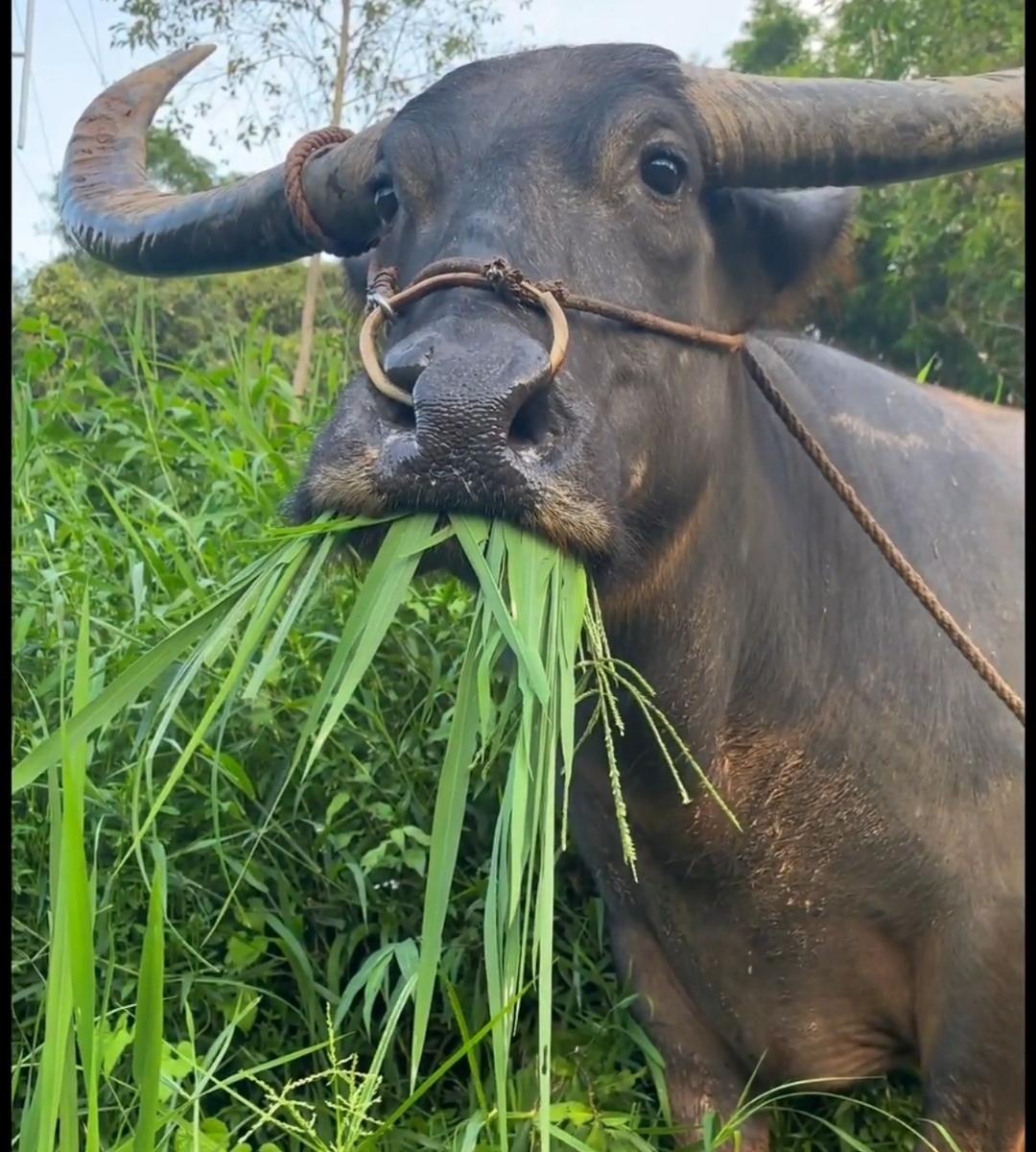 为什么人类需要刷牙？动物不刷牙，牙齿却不会坏掉？不知大家有没有发现一个奇怪的