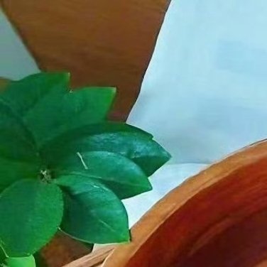 种植🍃种植文案桃子，以其鲜嫩多汁、香甜可口而深受人们喜爱。种植桃子不仅能让你