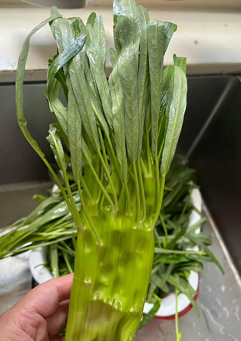 婆婆寄过来的空心菜