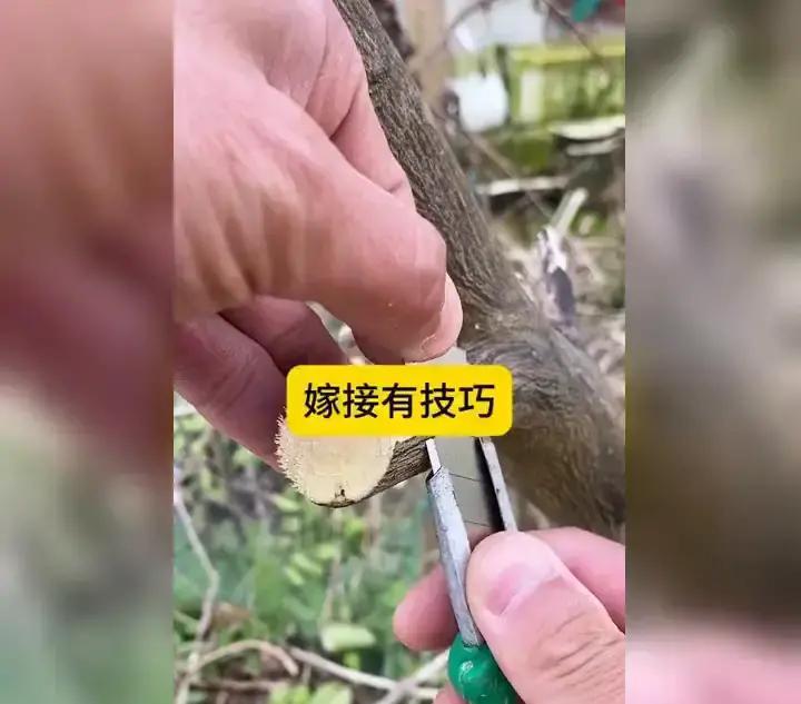 以为嫁接技术高深莫测？实则一把刀、三步操作，植物就能“换皮重生”，成功率竟高达8
