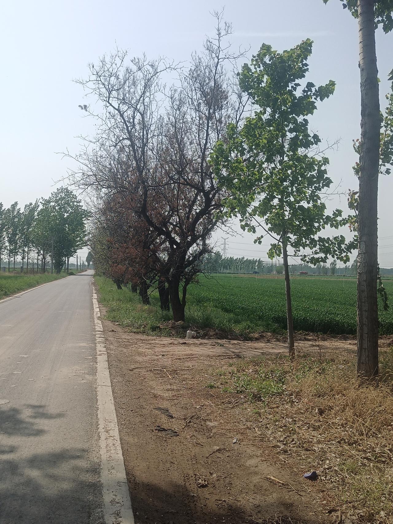 这一溜枣树占的地方，长有五六十米，宽有两三米，算起来怎么也有两三分地呢，就这么被
