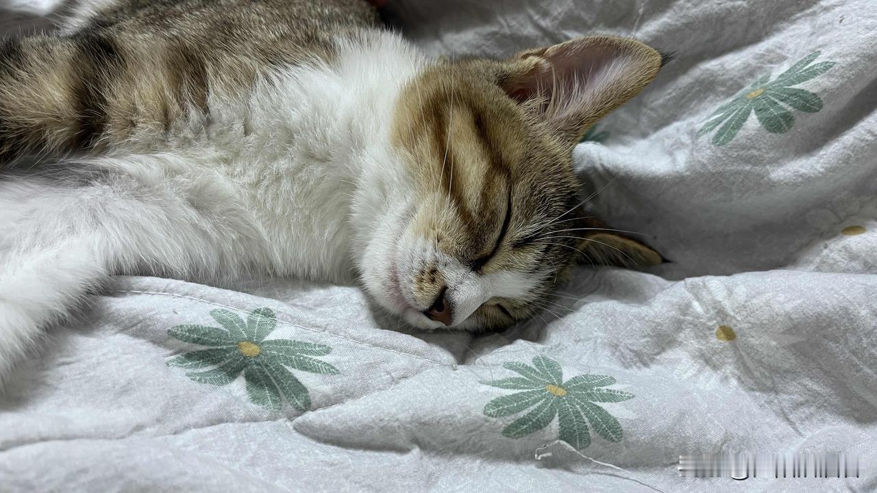 说实话，没养猫之前也不理解那些人把猫当孩子，后来发觉中华田园猫才是老祖宗严选，如