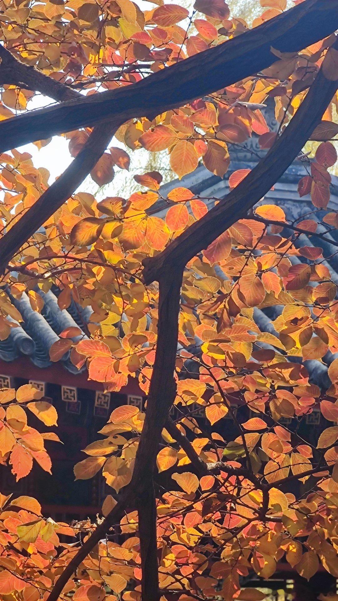 北京颐和园谐趣园秋色北京你好摄影