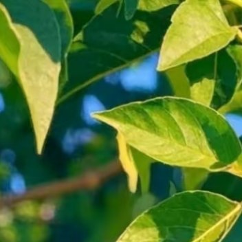 百香果种植1.选排水好、光照足的地块，土壤以疏松肥沃的沙壤土为佳。2.种子浸