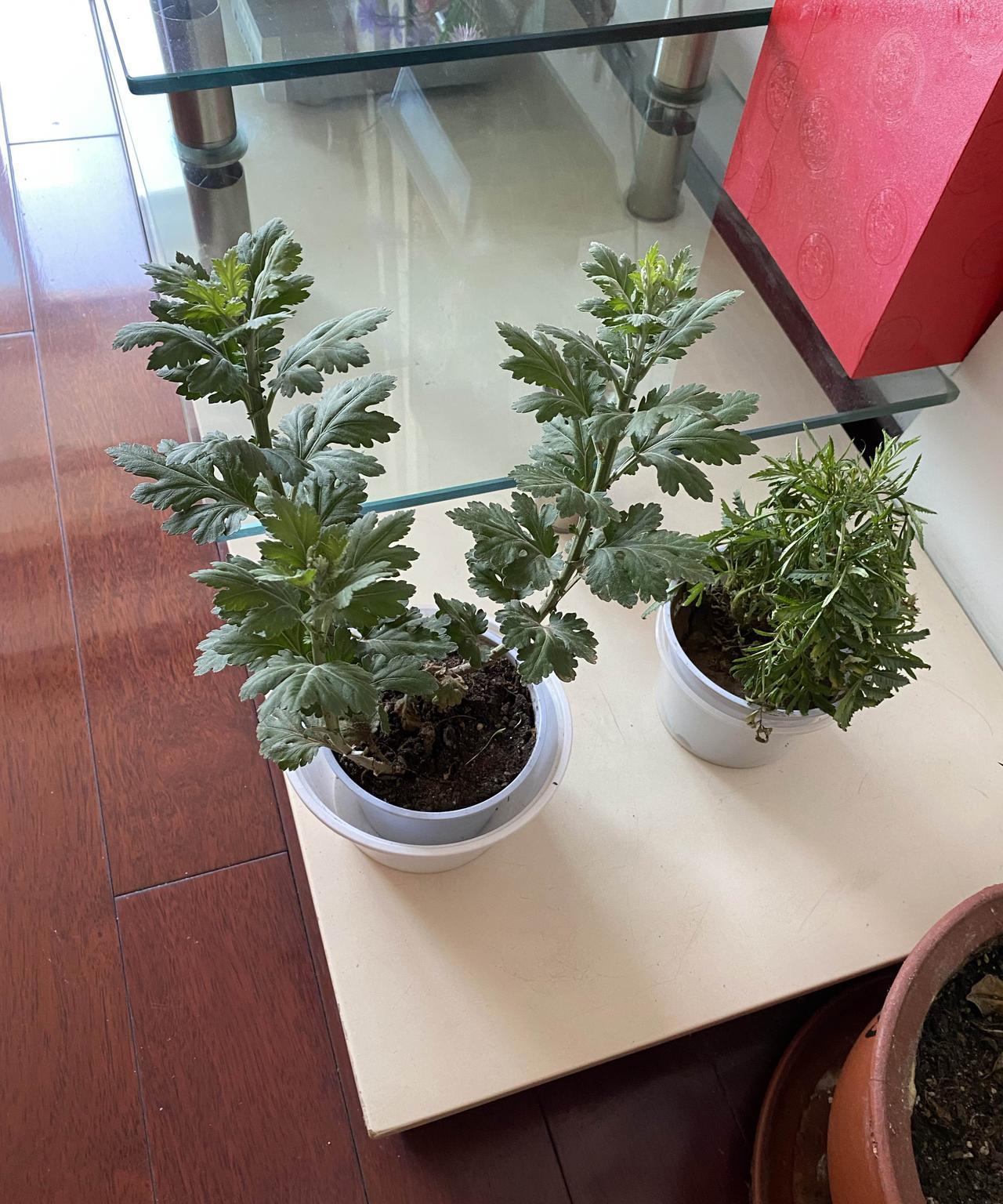 保姆上岗第一天，如何？给我母亲当保姆，简直太难了，也不知道这个保姆能否胜任。