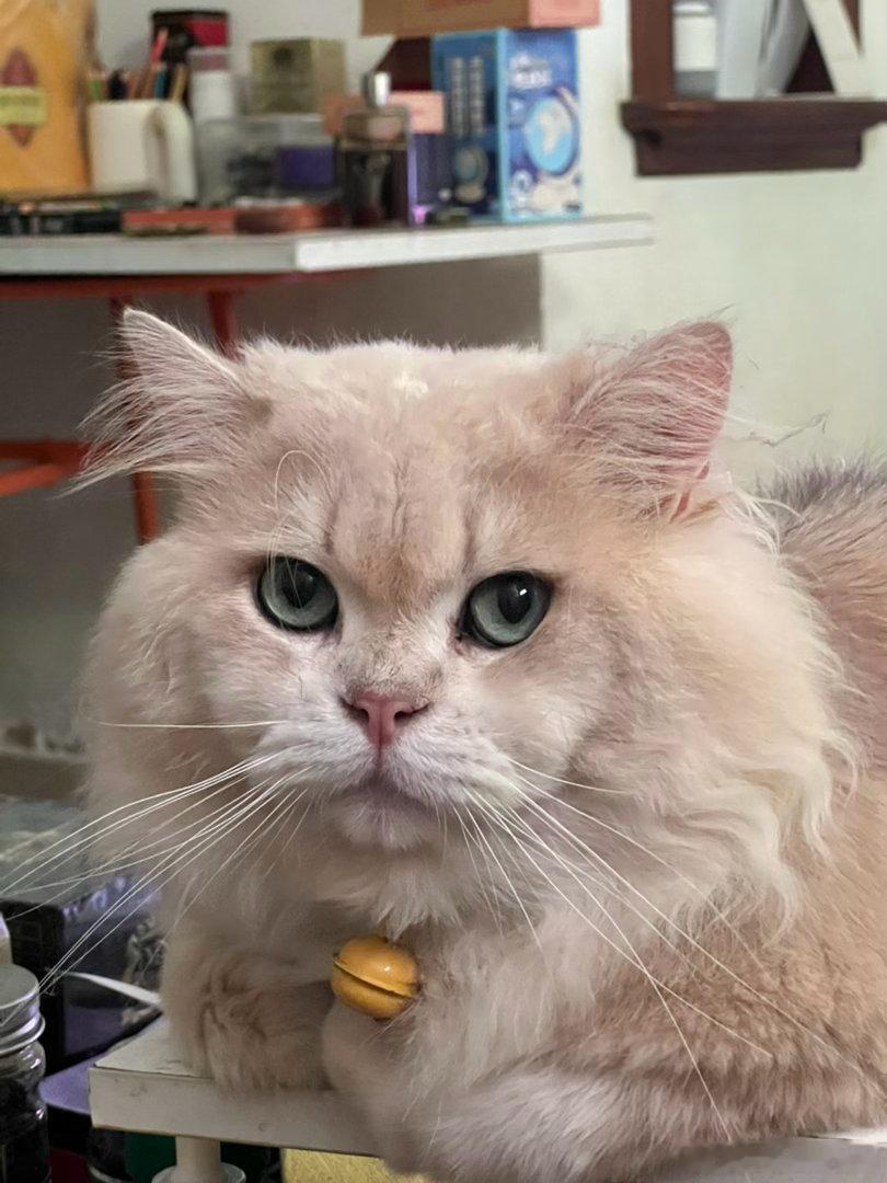 摄影人俺家的毛孩子，王十一今天的小模样。猫咪王鹭佳