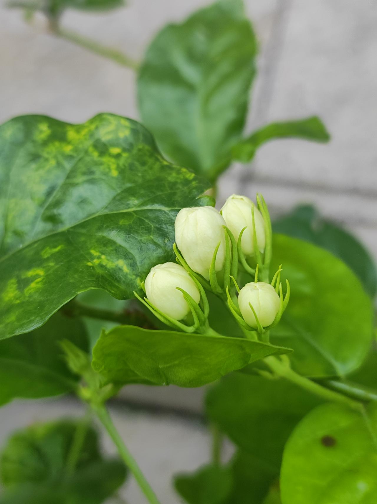 又香又白的茉莉花以前自己养过，枝条越来越少，最后拔了。看见别人养的，忍不住驻足