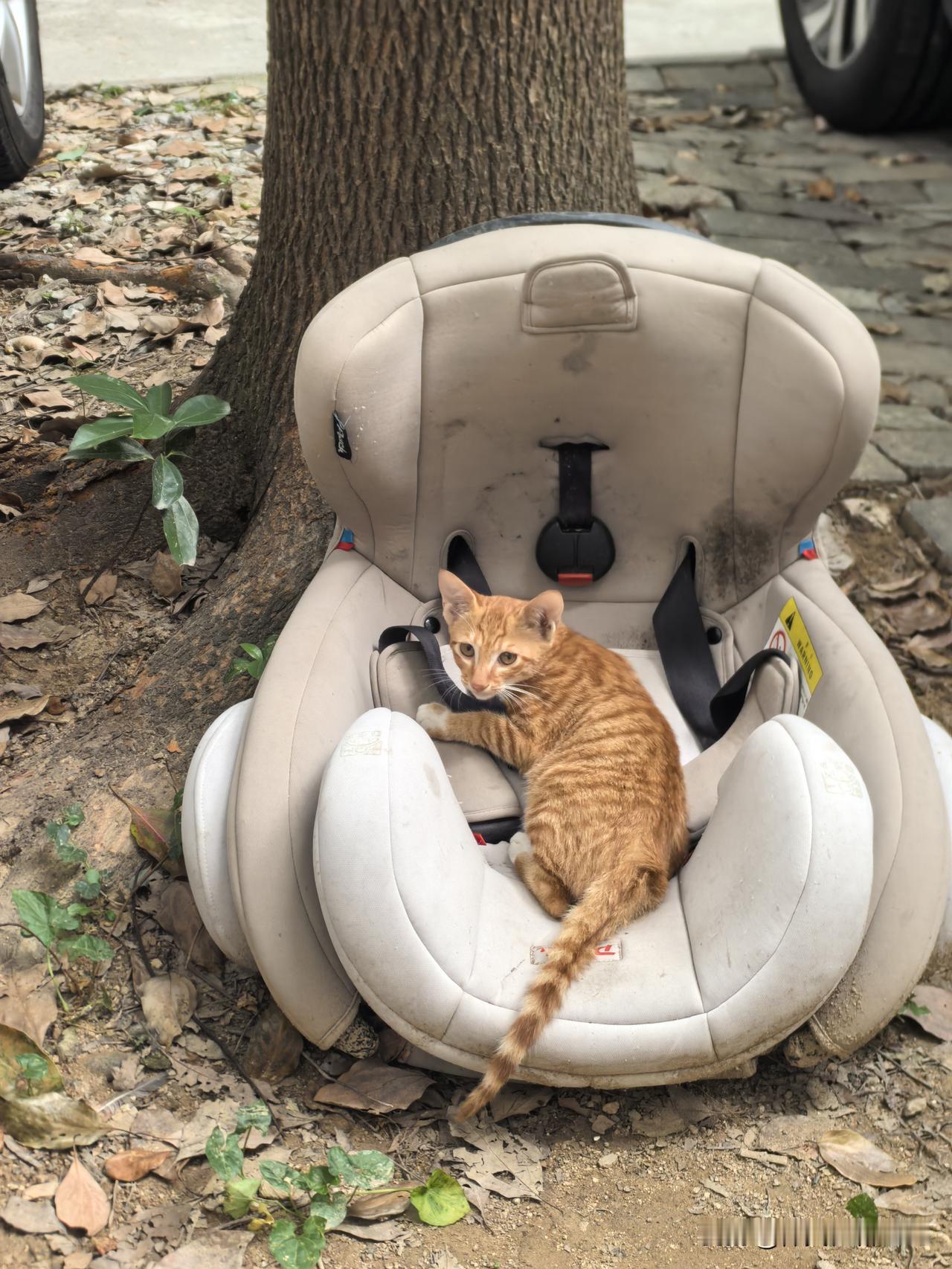 会享受生活的猫咪[捂脸哭]