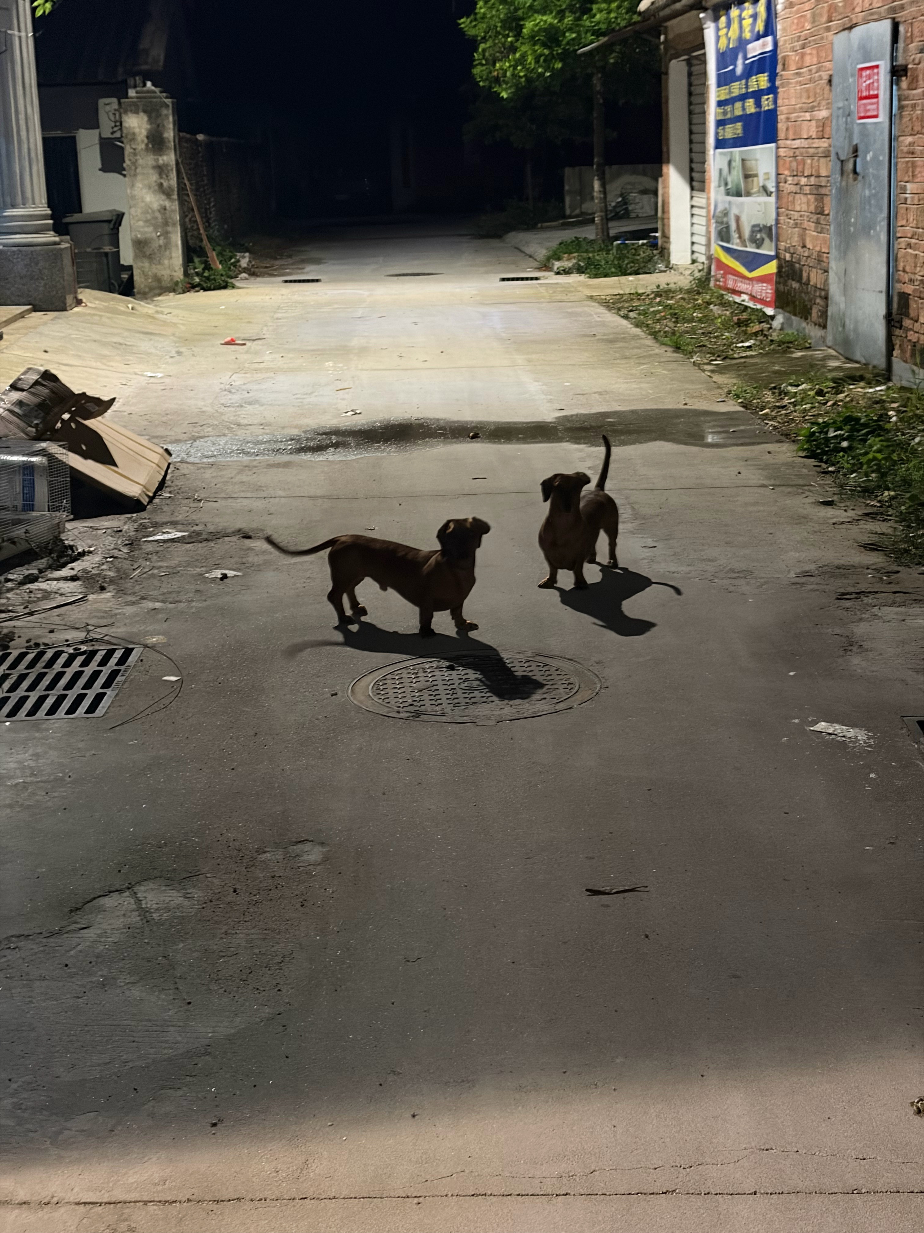 之前在仓库这边，有个腊肠犬很喜欢和吸吸玩，缠着吸吸不肯走。后来有一次再见到它，都
