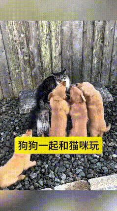 哎呀，这视频我看了好几遍，心都化了！你瞅瞅，一群小奶狗寸步不离围着猫咪转，跟跟屁