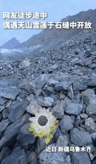 “上人民日报了！”新疆，男子爬天山至海拔约3000米处歇脚，在离脚不远的碎石缝里