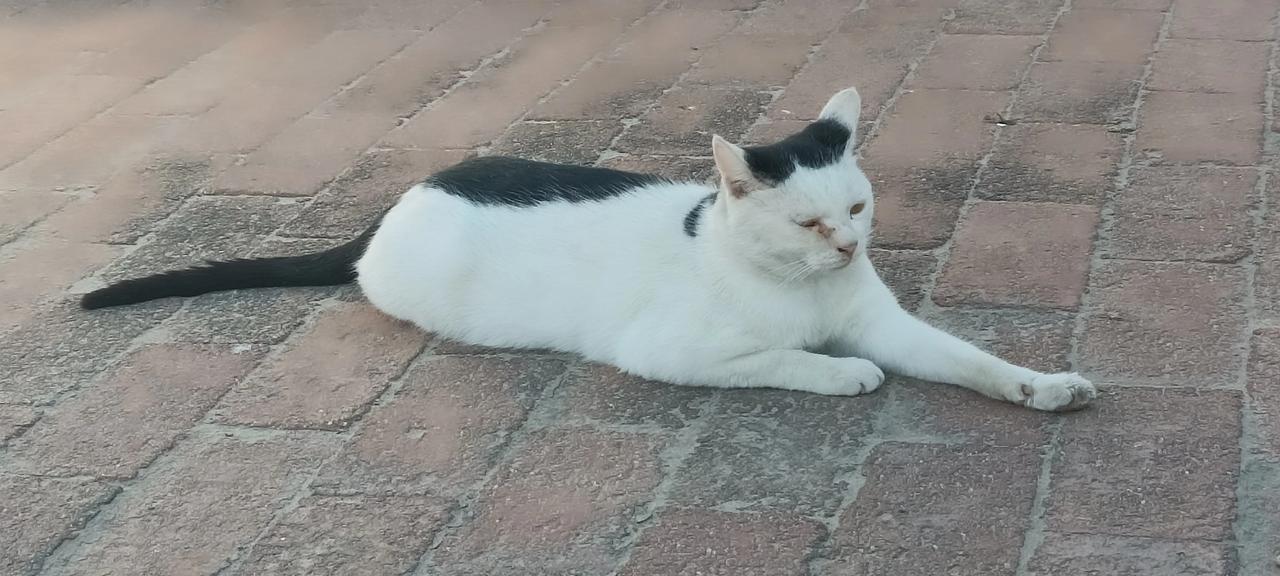 这猫趴的姿势，是不是舒服极了!