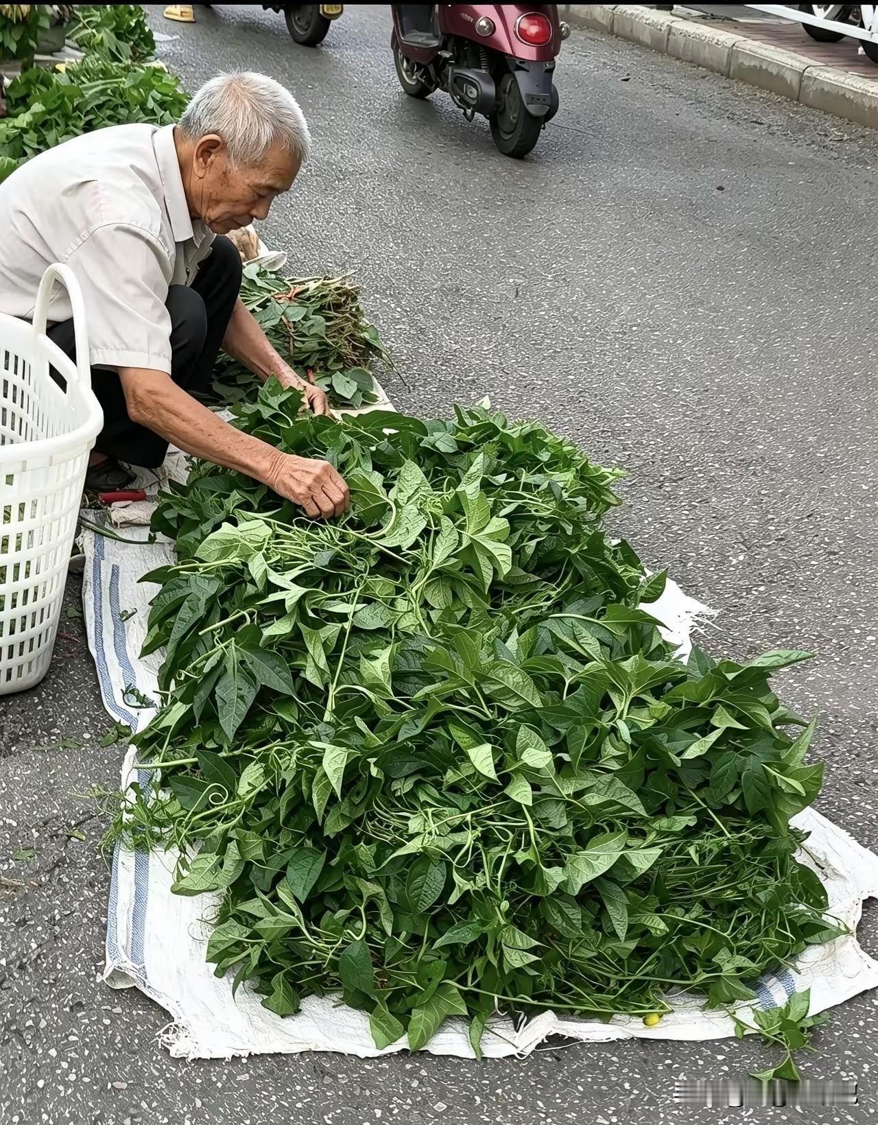 现在连辣椒叶子，都有人卖了啊