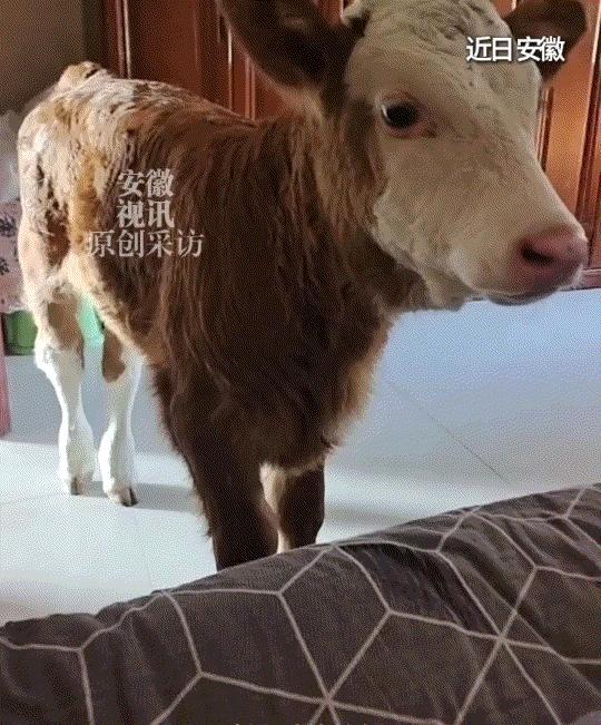 太治愈了！5月5日安徽视讯报道，安徽一卖馒头大姐途经屠宰场路边，发现一头刚出生就