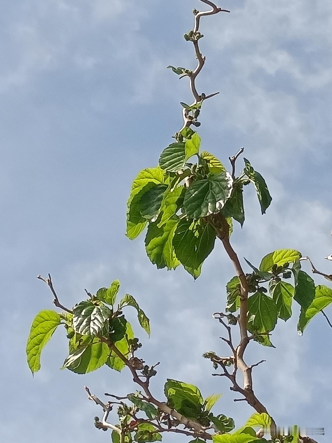 塞北的桑叶刚刚绿。桑枝虬劲弯扭向天。这棵桑树正处于生长旺盛期，具有以下显著特征
