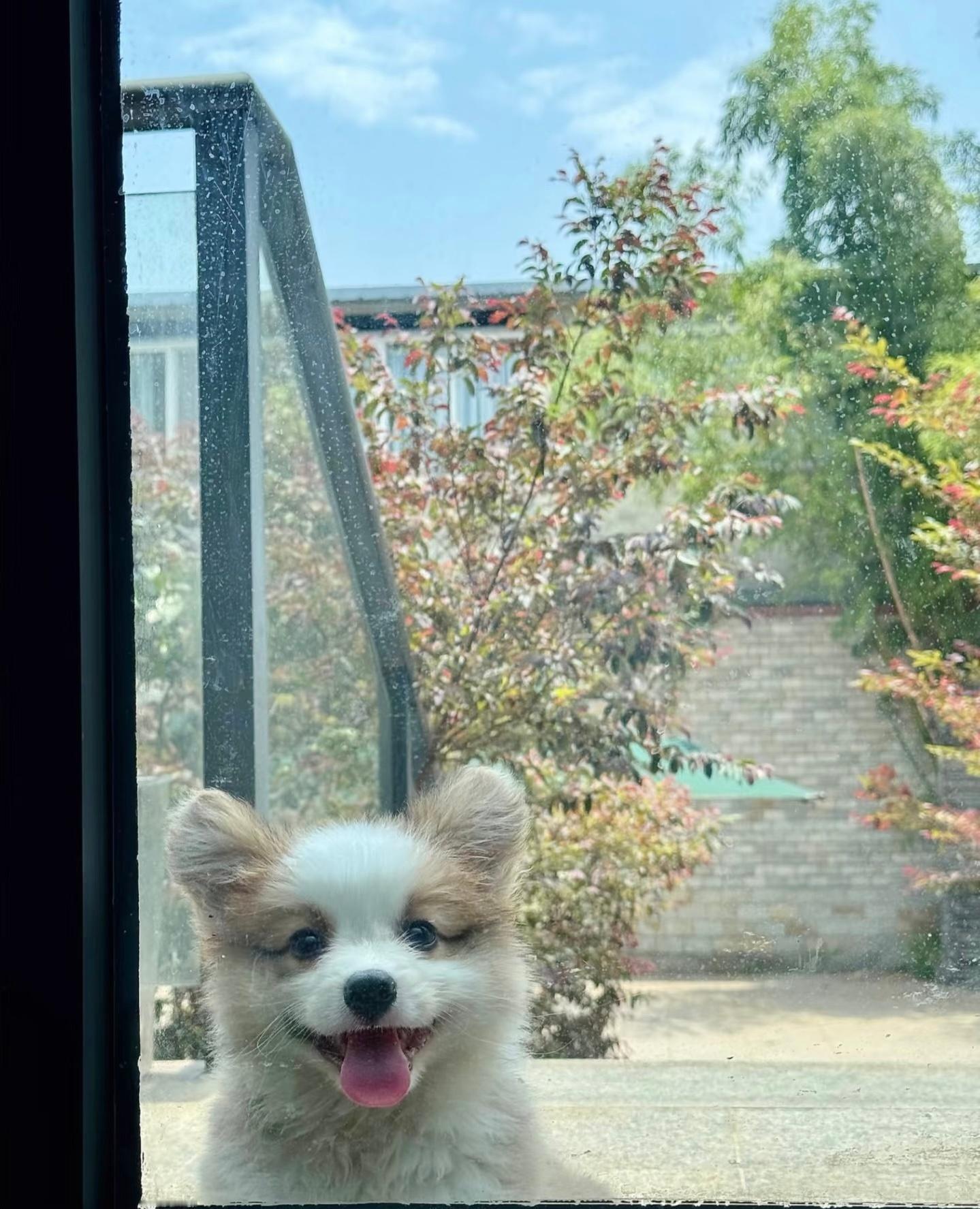 恭喜你在十一月的第一天遇到了微笑小狗