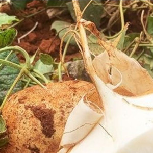 种凉薯（也叫豆薯、沙葛或地瓜），收获的是埋在土里的清甜惊喜。它不像娇贵的“加百列