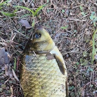 初八送完老婆上班，他转身就拎着钓竿回了乡下老家。正月十五都过了，工地上还静悄悄