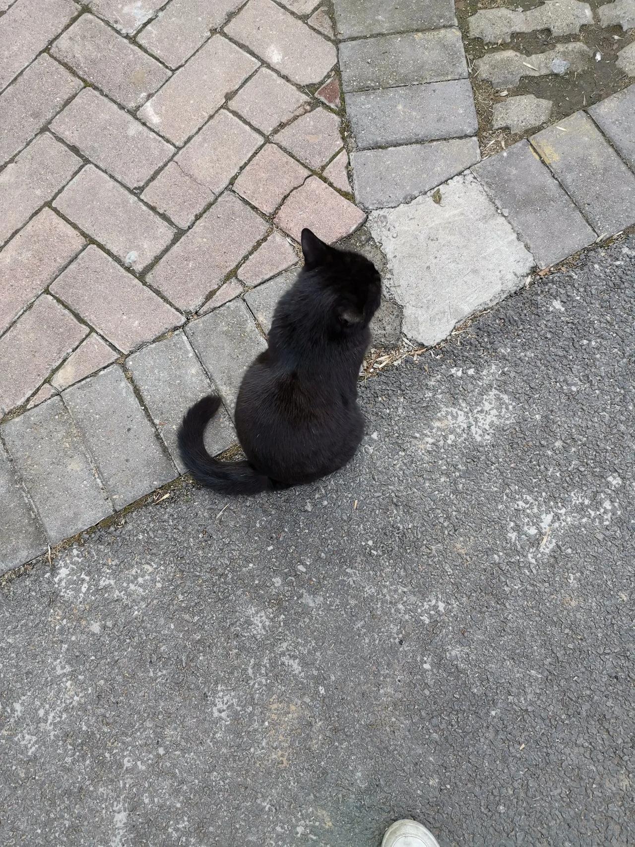 猫咪的一生，只做一件事，那就是舒服的活着。猫咪像猫一样的活着，