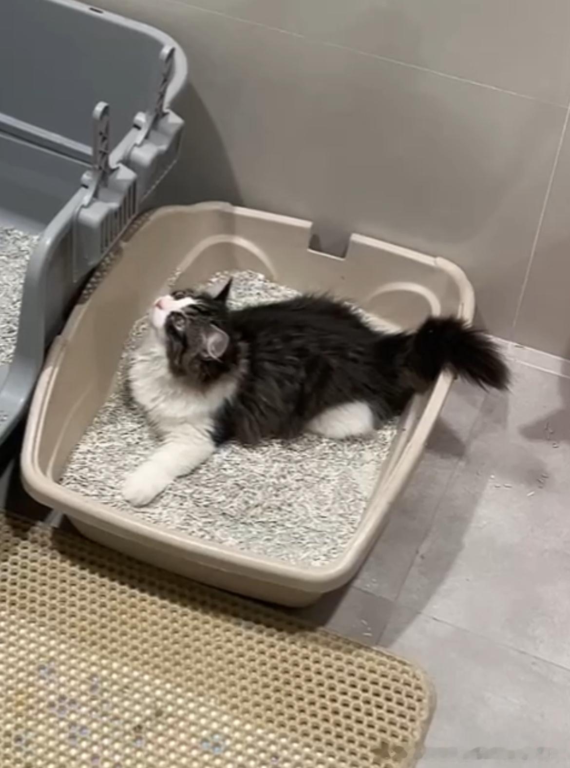 猫眼螺卧沙🀄️！