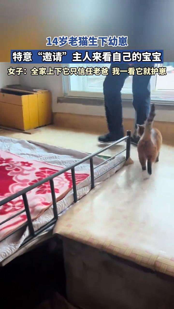 14岁老猫生下幼崽，特意