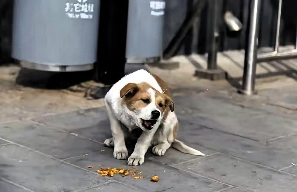 北京毒狗事件中，媒体怎么是“一边倒”的现象？99%的报道都是西高地papi妈