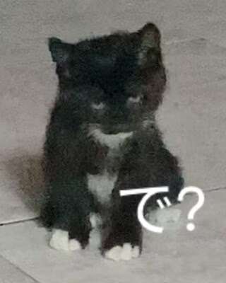 晚上这顿给猫吃的冻干主食试吃装（泡水之后真挺香的）……还加了个蛋黄和一点点上顿剩