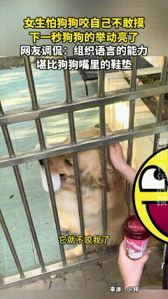江苏，一女生怕狗狗咬自己不敢摸，下一秒狗狗转身离开，叼着鞋快速返回，然后不停晃着
