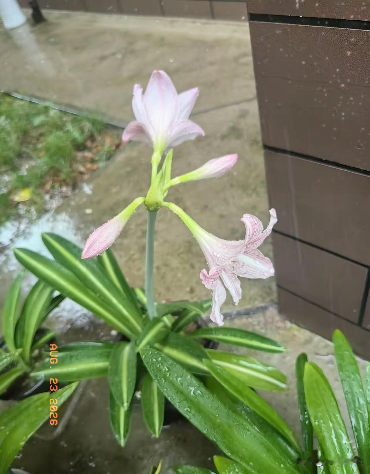 你发现了没？今年天气不正常，立秋已经整整半个月了，天气还热得让人受不了，​虽
