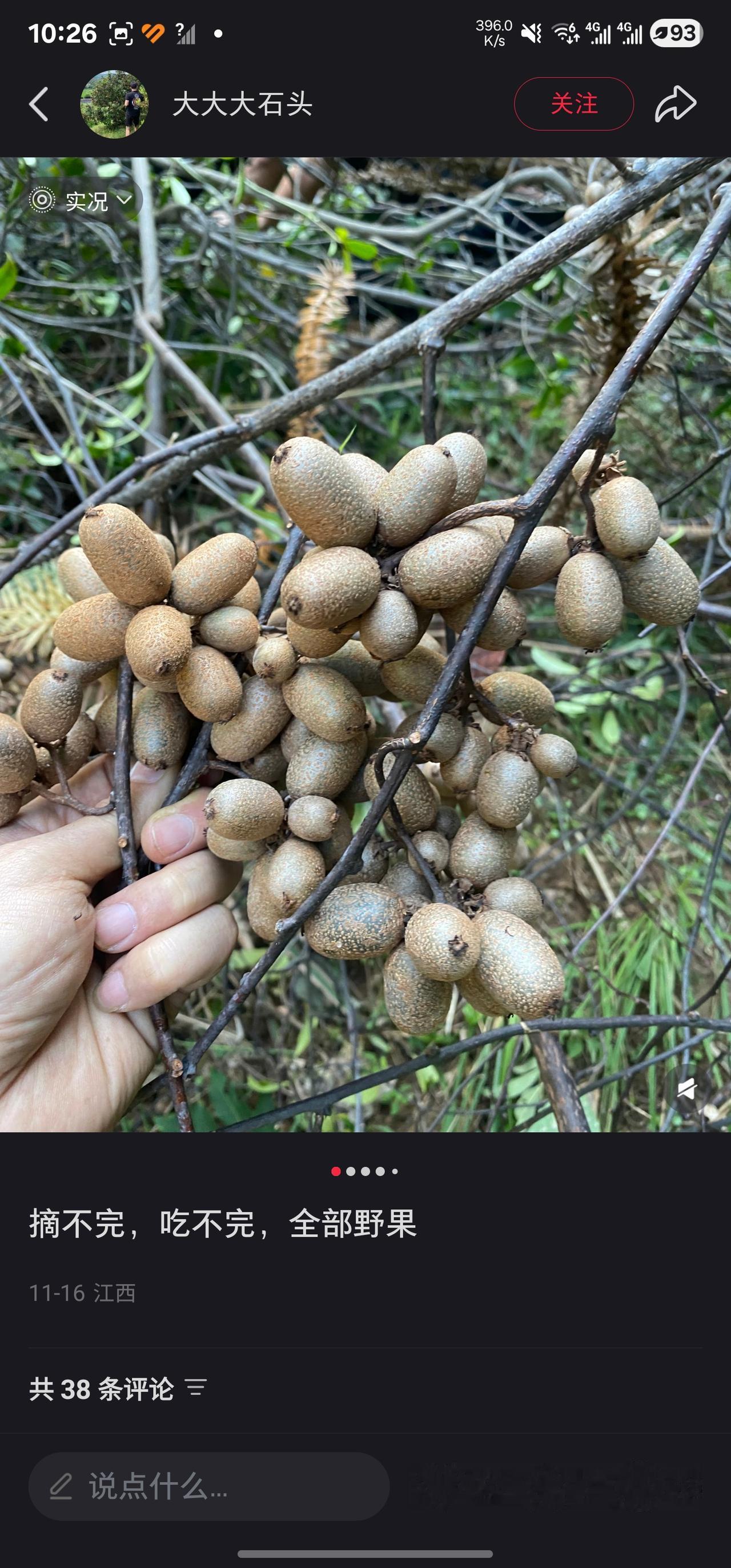 大山里的猕猴桃不过怎么跟我在网上见到的不太一样不应该是有很多毛而且长的很小