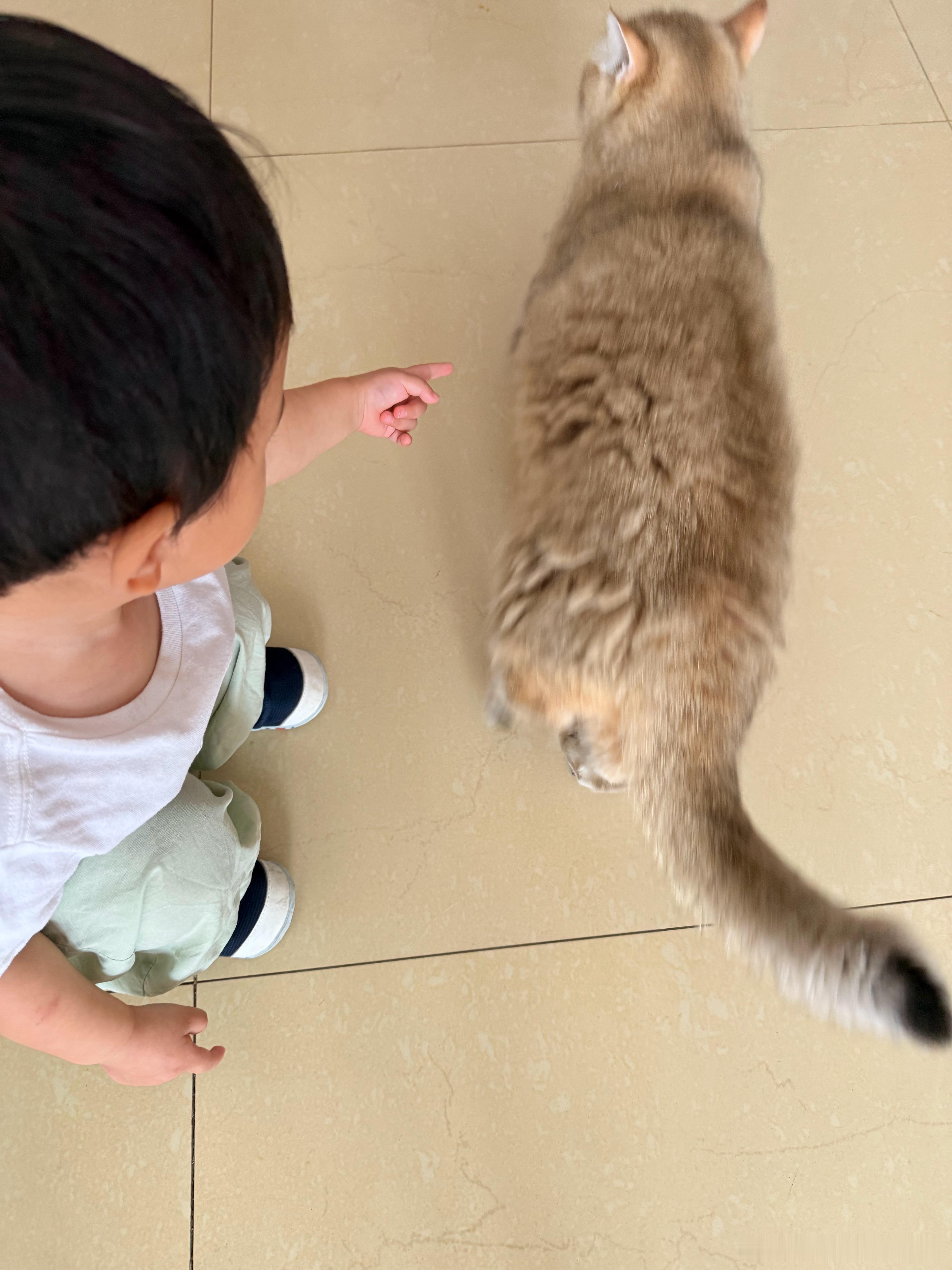 肉包又挨说了萌宠猫咪