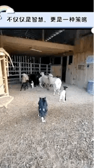 对于这些狗子来说，除了要有智慧以外，还要有配合的默契。