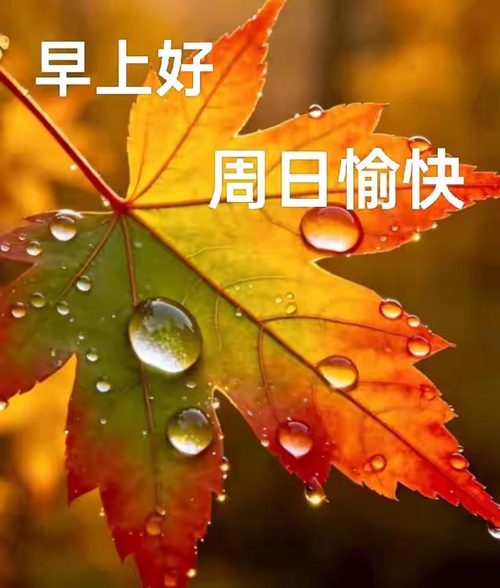 早上好🍃周日秋意至，晨露润时光；愿我们看淡世间烦扰，好好爱惜自身，岁岁常