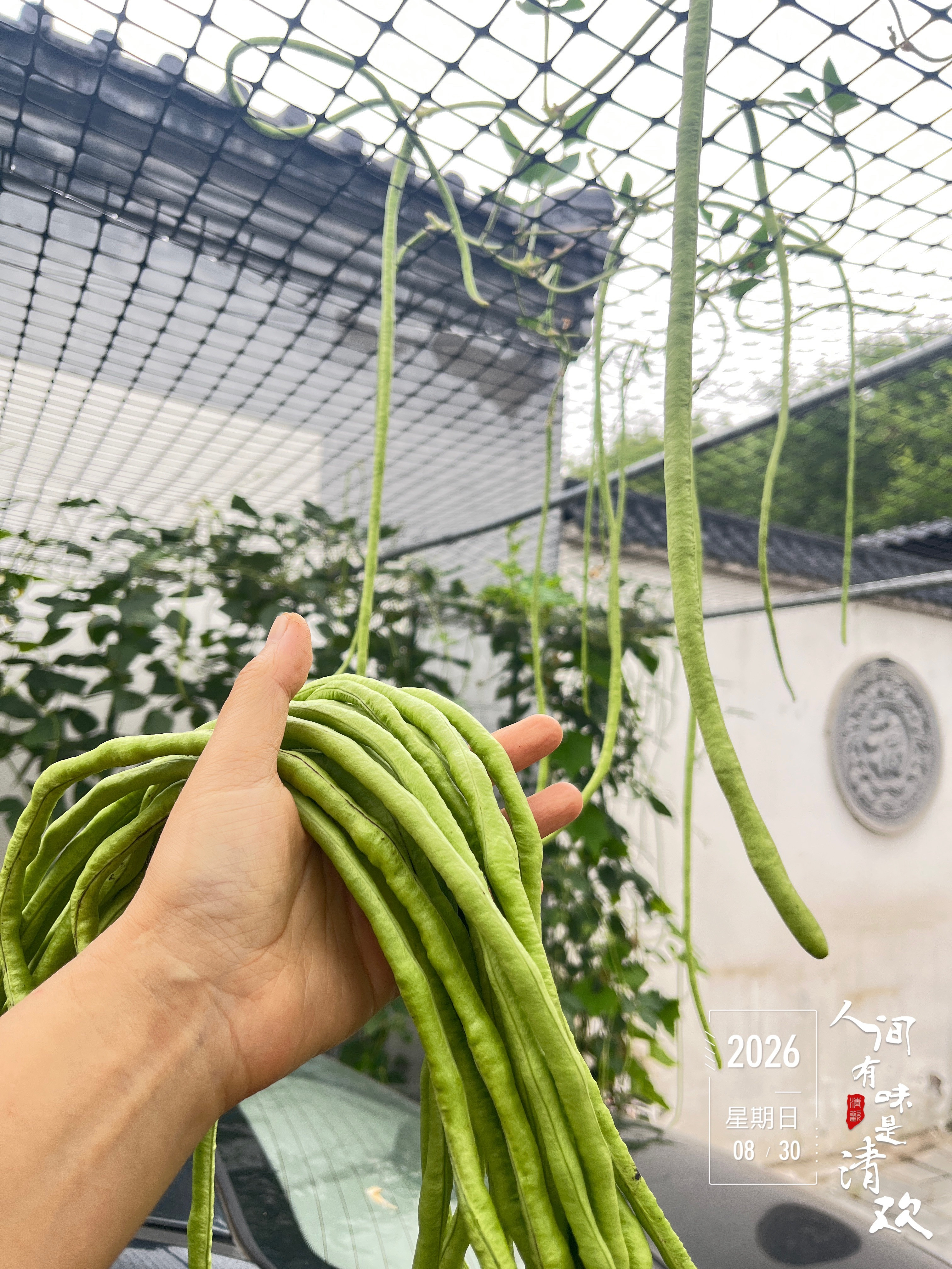 【2026年种植记事】每天早晚各摘一把，过上了天天吃豆橛子的日子。​​​