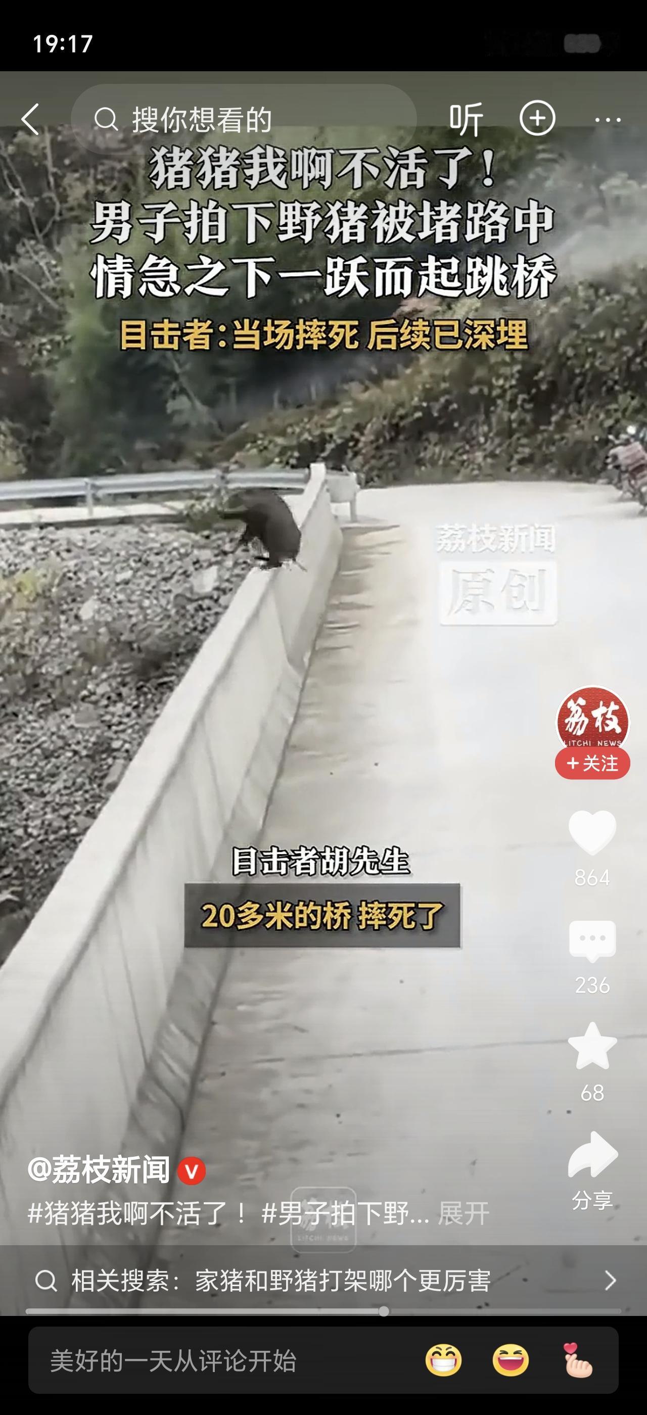 见过慌不择路的，没见过这么“刚”的！重庆城口县一头野猪被桥两头的车堵住，居然纵身