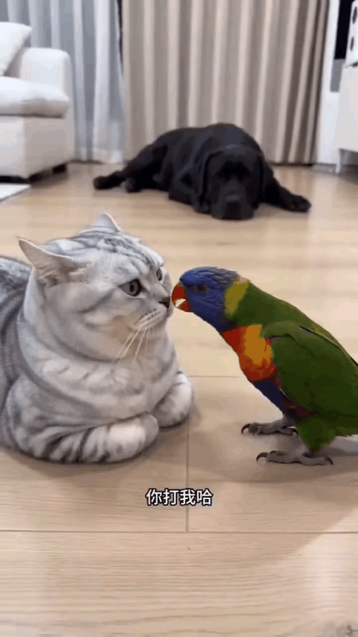真的被猫和鹦鹉的相处给戳中了，原来动物之间的感情，比我们想象中还要细腻温柔。