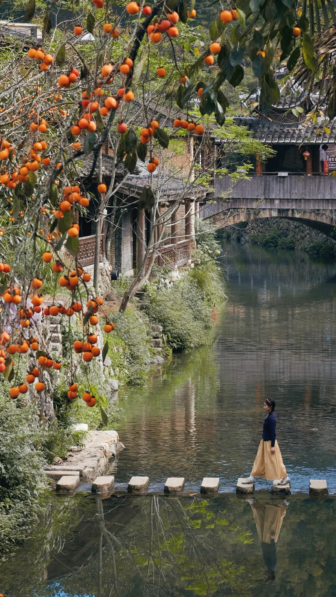 一年只美25天‼️宁德这个赏柿秘境藏不住了