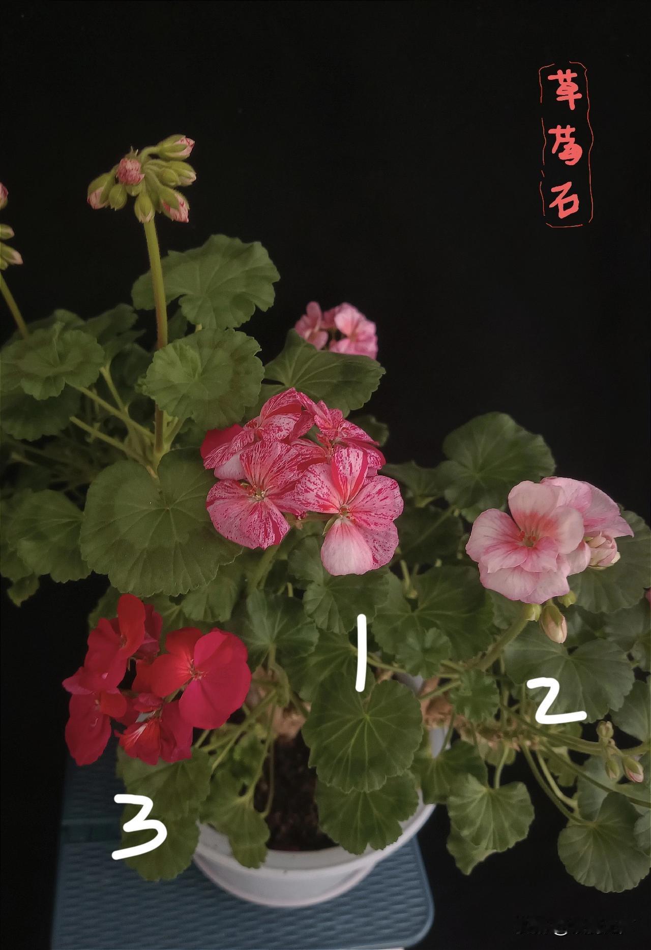 这是我养的一株天竺葵，直立系列，名字叫《草莓石》比较勤花的品种。条件合适，可以常