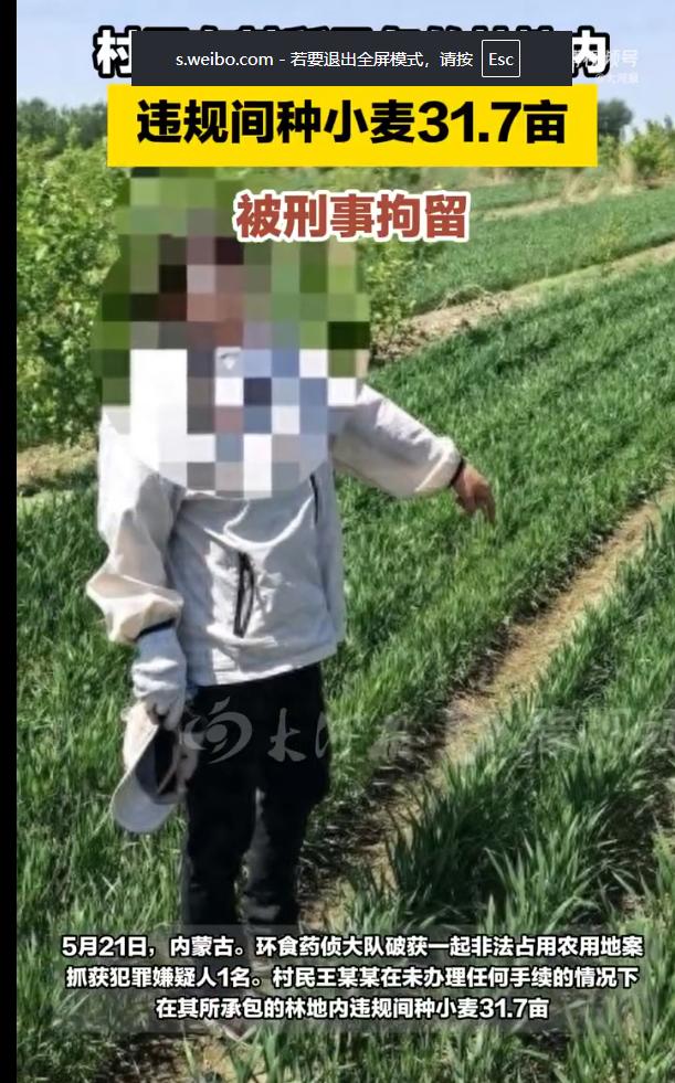 内蒙古，一农民在自己承包的林地里种了小麦，然后被当地相关部门查处，以非法占用农用