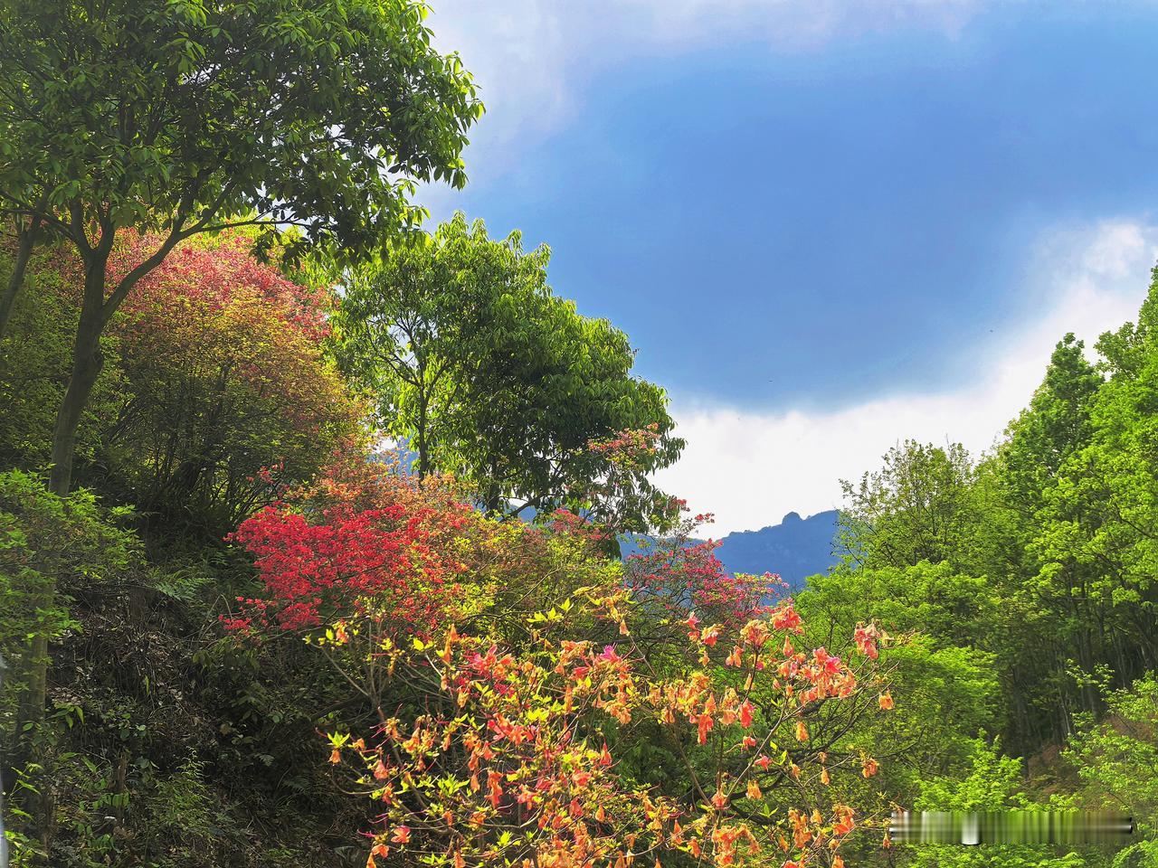 春日山林，繁花似锦，绿意盎然，美不胜收！🌸🌳露肩长裙怎么拍花海，花中人怎么