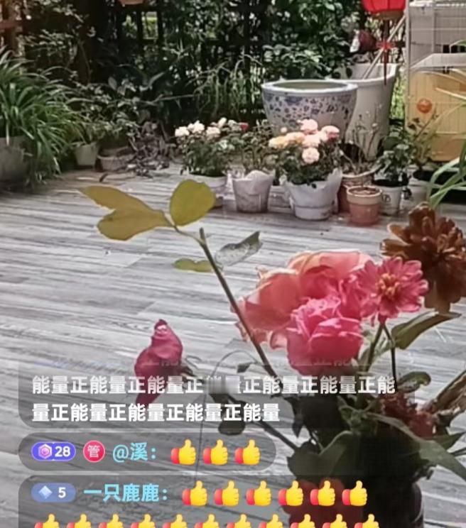 国庆节后，柴桑开启了直播，回应了黑子们的谣言，没有被请去“喝茶”，而是去陪老母亲