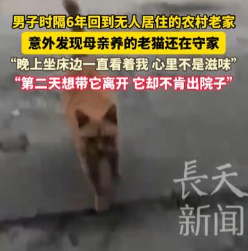 “太惊喜了！”一男子时隔6年回到没有住的老家，竟然发现母亲养的老猫还活着，看到男