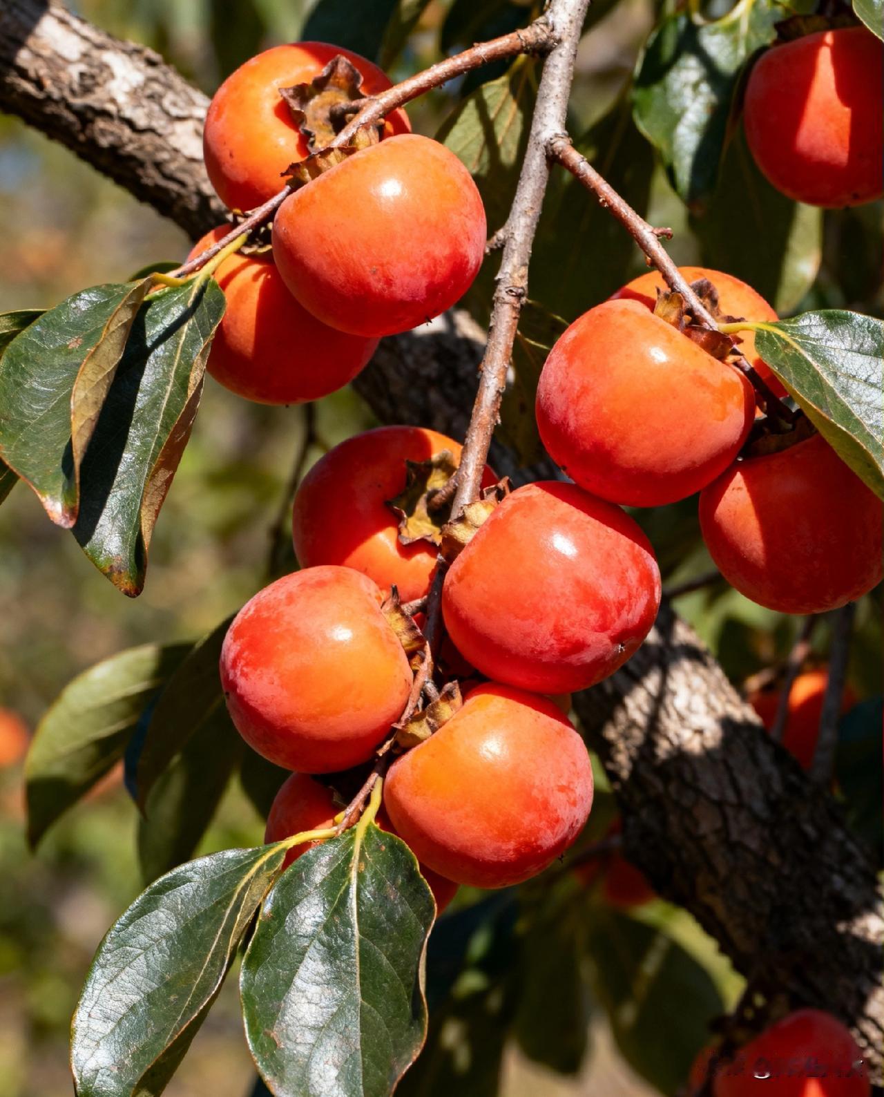  ㊗高蛋白食物：如螃蟹、虾、牛奶等。柿子含大量鞣酸，蛋白质在鞣酸的作用下易凝结成