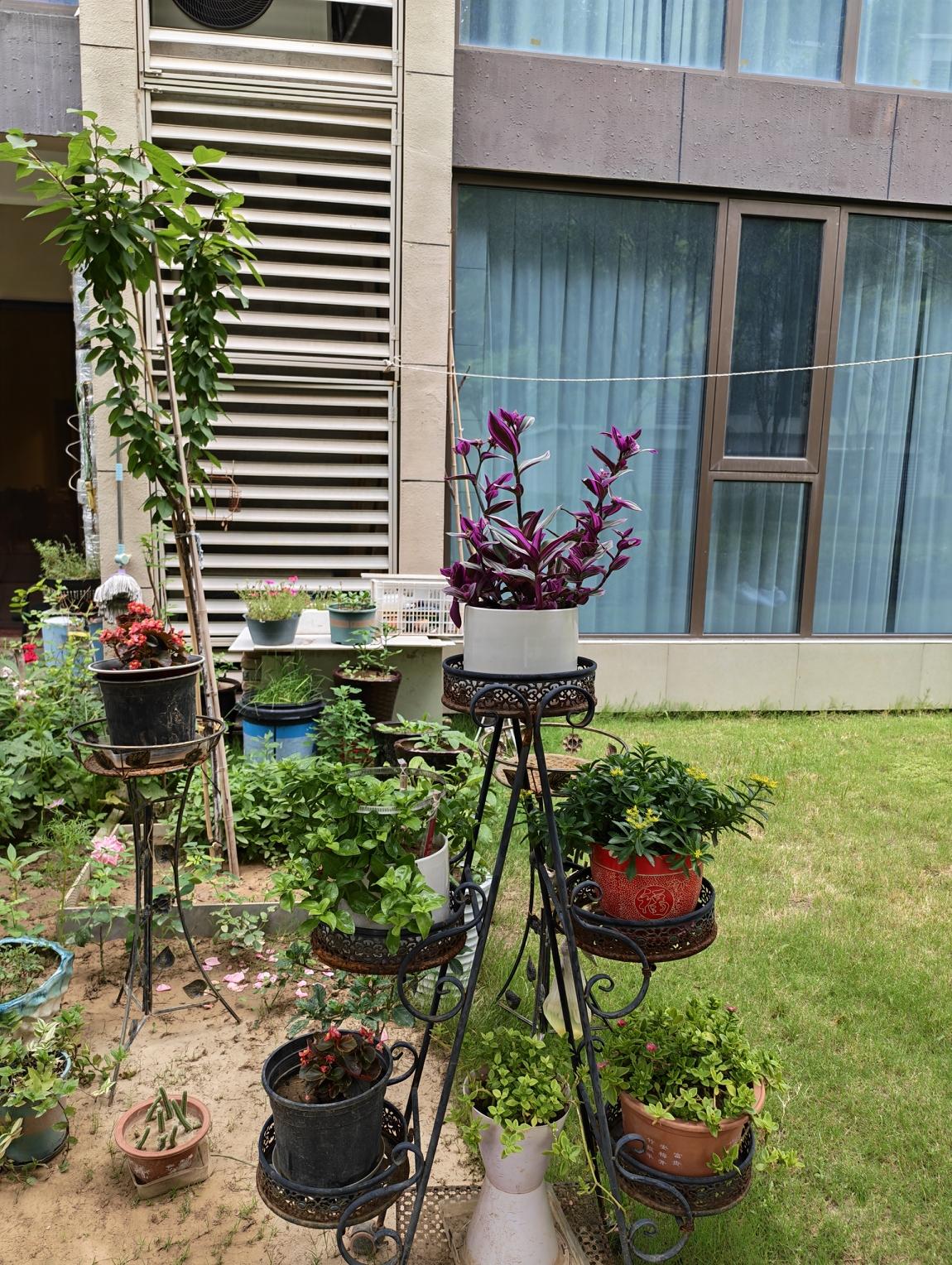 2026.6.18星期四看着人家的门前小花园，小菜园，真羡慕啊！这家的大哥喜欢